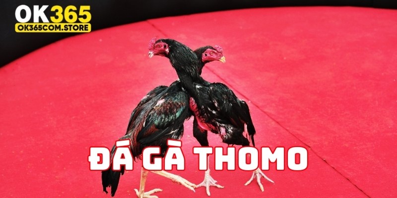 Quy trình trả thưởng đá gà Thomo nhanh chóng Quy trình trả thưởng đá gà Thomo nhanh chóng
