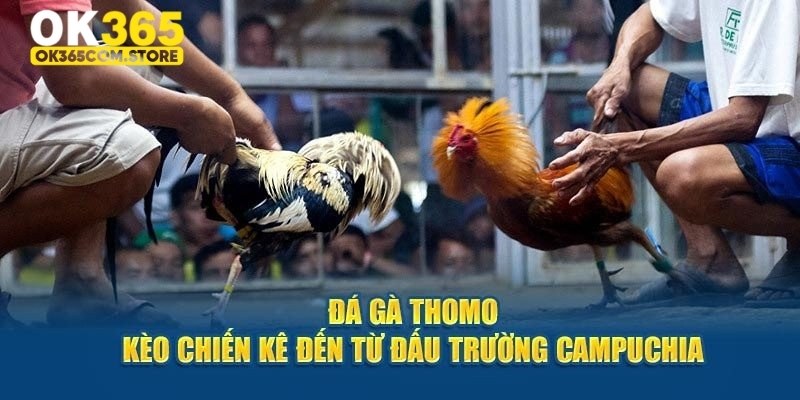 Nguồn gốc xuất xứ đá gà Thomo Nguồn gốc xuất xứ đá gà Thomo